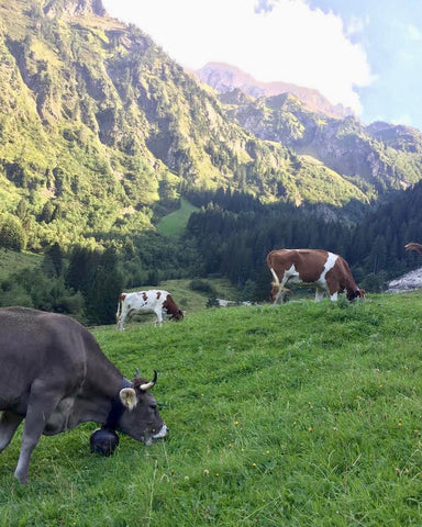 Cows grazing in Switzerland