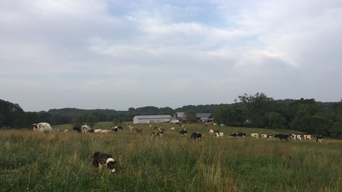 Grazing cows at Grison Dairy Farm