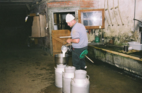 Milking cows