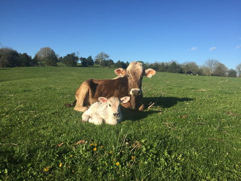 Corina with Frances, cows at Grison Dairy and creamery