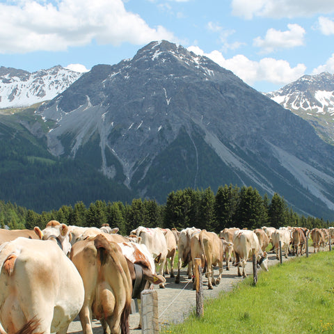 Cows in Arosa on their way to Alp Maran