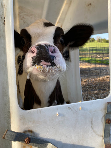 calf after feeding at Grison Dairy and Creamery