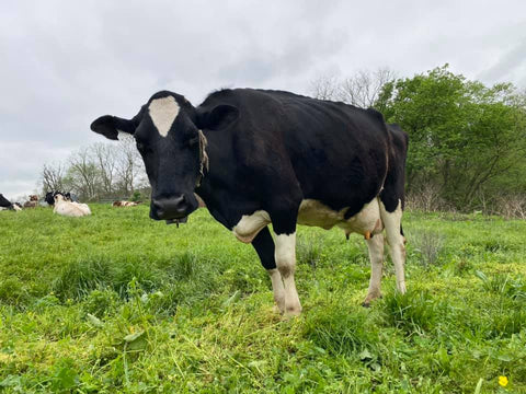 Lynn, Grison Dairy and Creamery