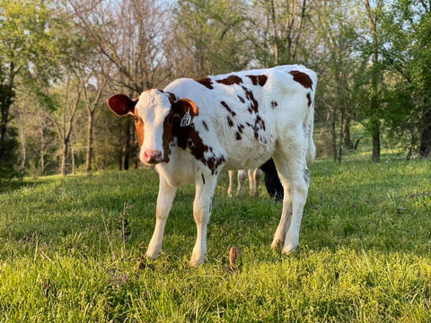 Selena, Grison Dairy and Creamery