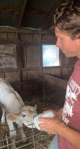 bottle fed calf at Grison Dairy and Creamery