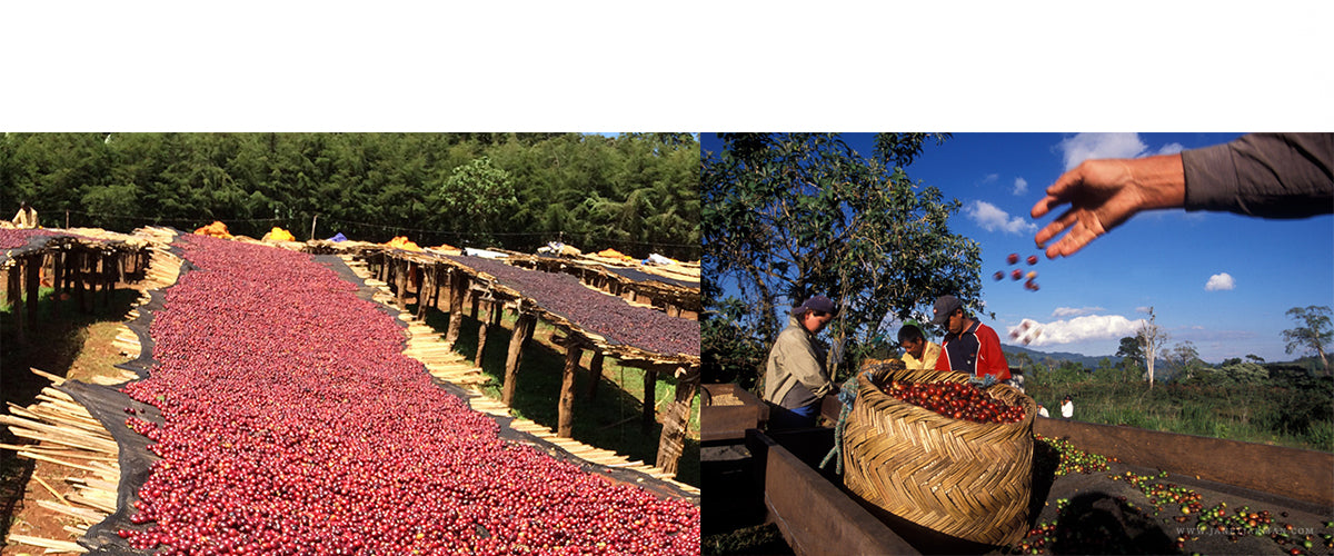 Proveedores de Café de Especialidad