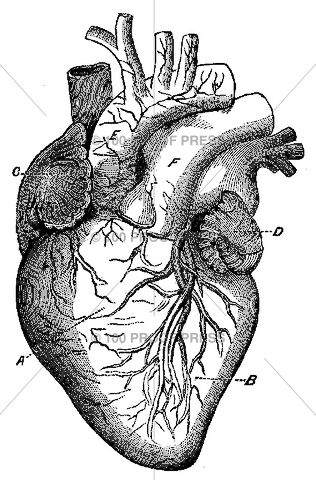 6629 Heart Stamp