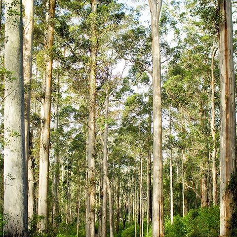 Deforestation and Tree Plantation