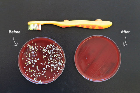 Before and after petri dishes of a toothbrush