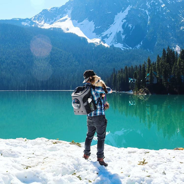 The Best Cat Backpack for Cats Especially Adventure Cats Your Cat