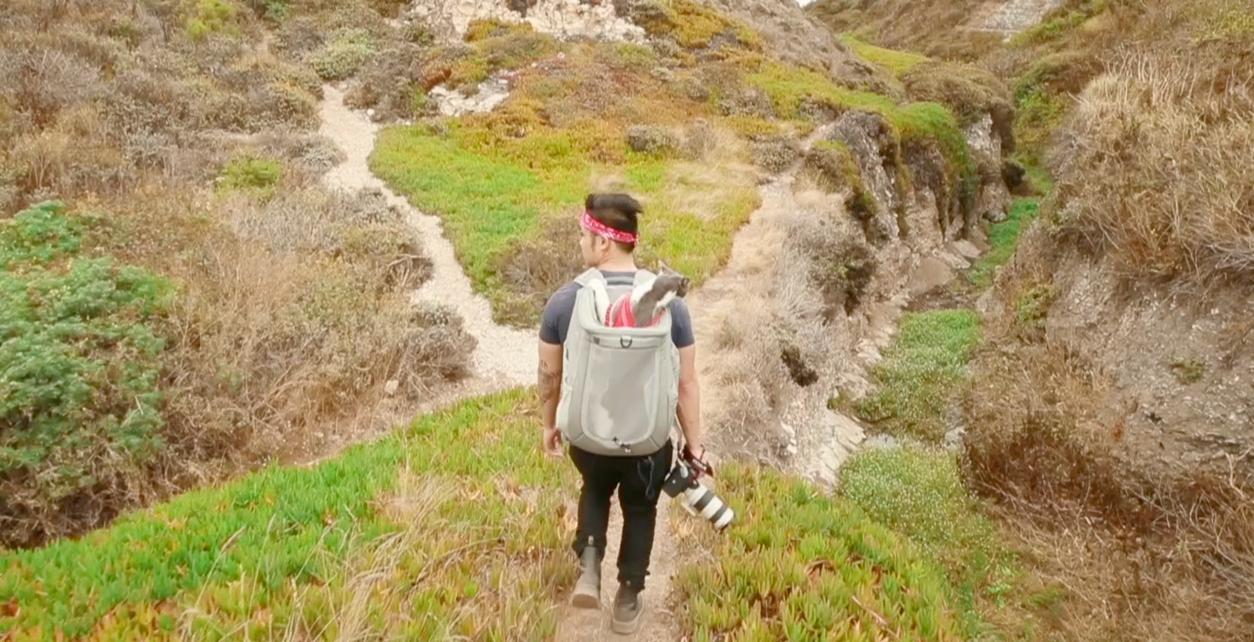 travel cat navigator backpack