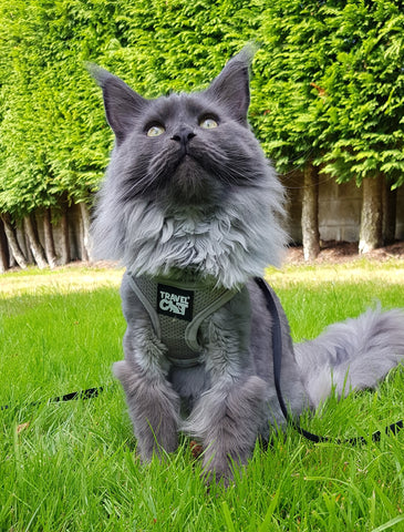 The True Adventure Cat Harness