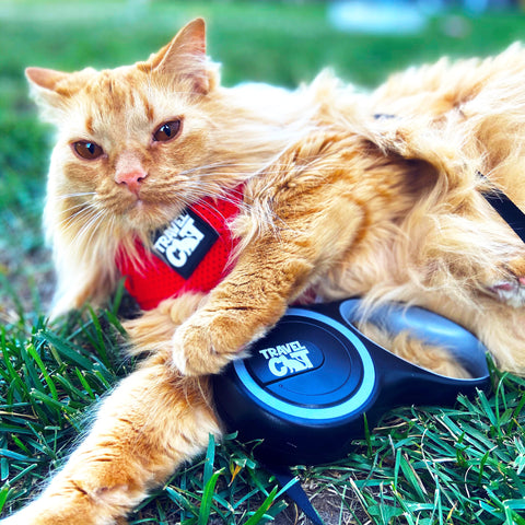 Wind in My Whiskers Cat Harness 