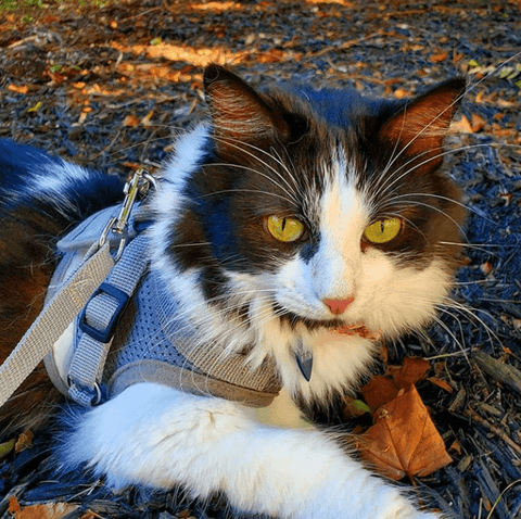 How To Harness Train Your Cat All The Tips Best Practices You Need Your Cat Backpack