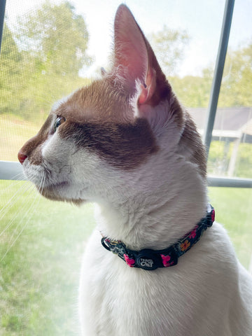 Hawaiian Cat Collar