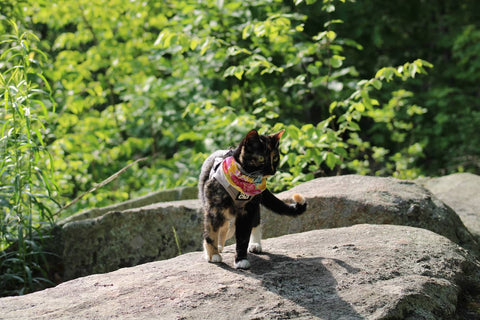 True Adventurer Cat Harness 