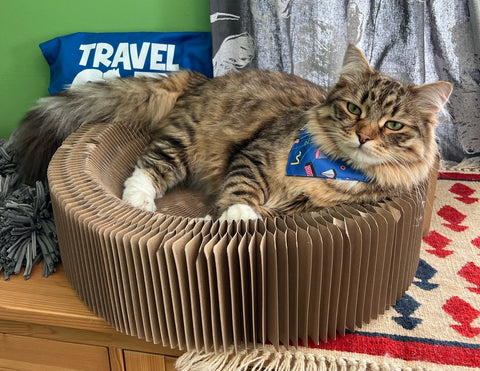 The Accordion Cat Bed