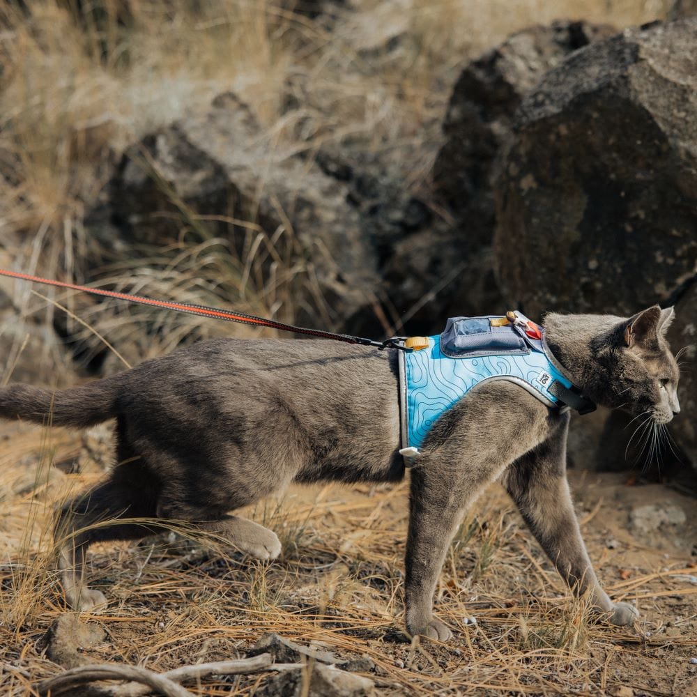 Tractive announces its first GPS tracking collar for cats - The Verge