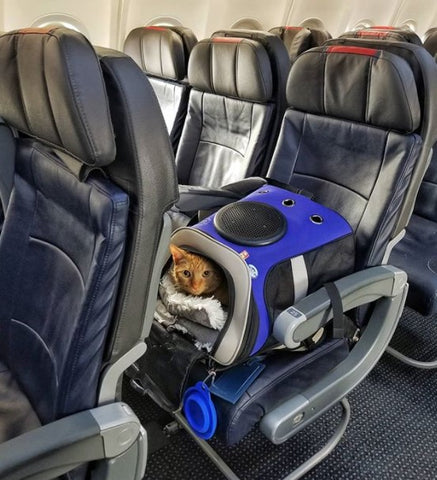 The 5 Best Airline-Approved Cat Carriers of 2024, Tested and Reviewed