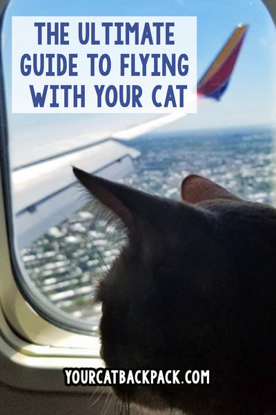 How To Take Two Cats On A Plane For Your Next Adventure - Travel Noire
