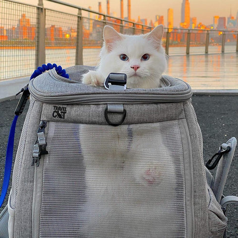Navigator Cat Backpack