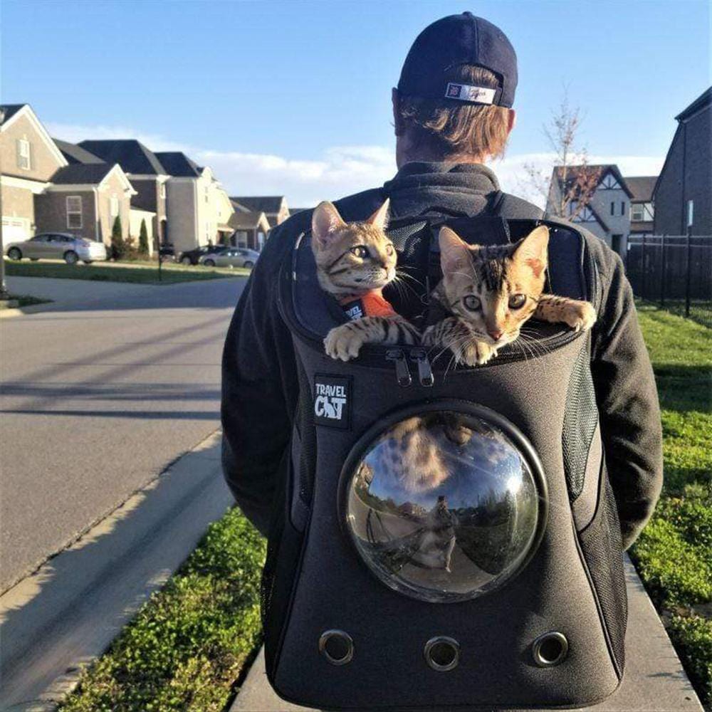 fat cat cat backpack review