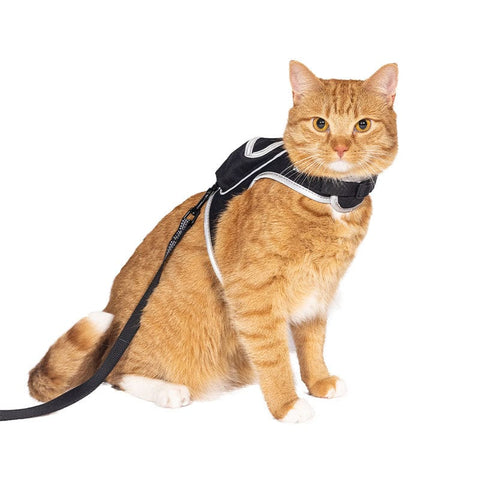 Pet Supplies : Cat Harness with Leash Set Hawaiian Adjustable Vest Harness  Outdoor Walking Escape Proof for Cat Kitten (S, Blue) 