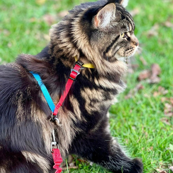 best harness for fat cat