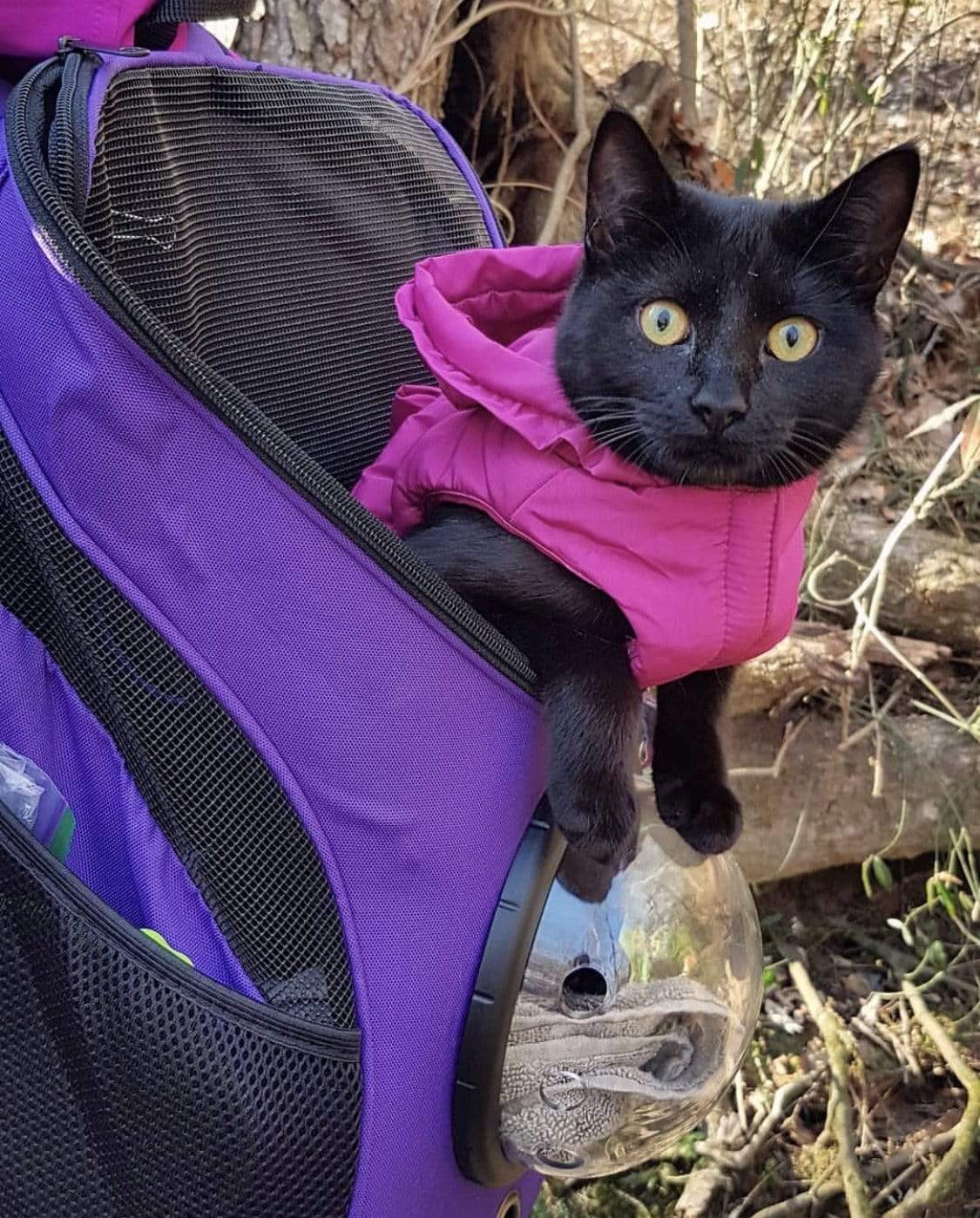 cat with backpack on