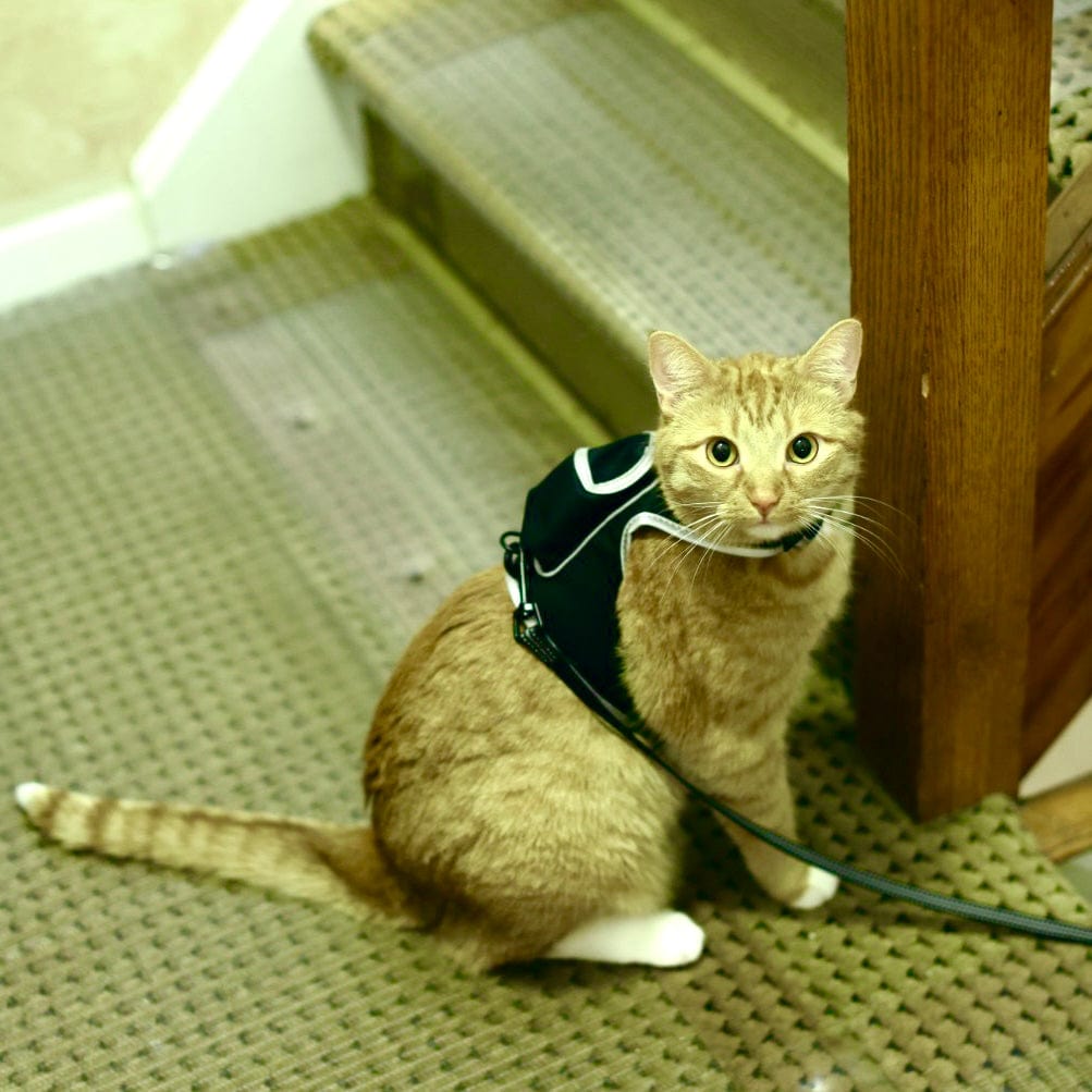 travel cat harness