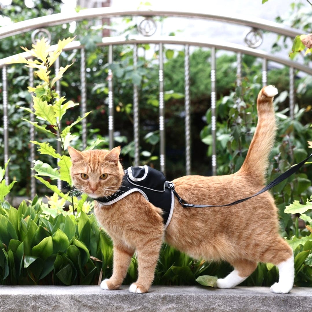 travel cat harness review