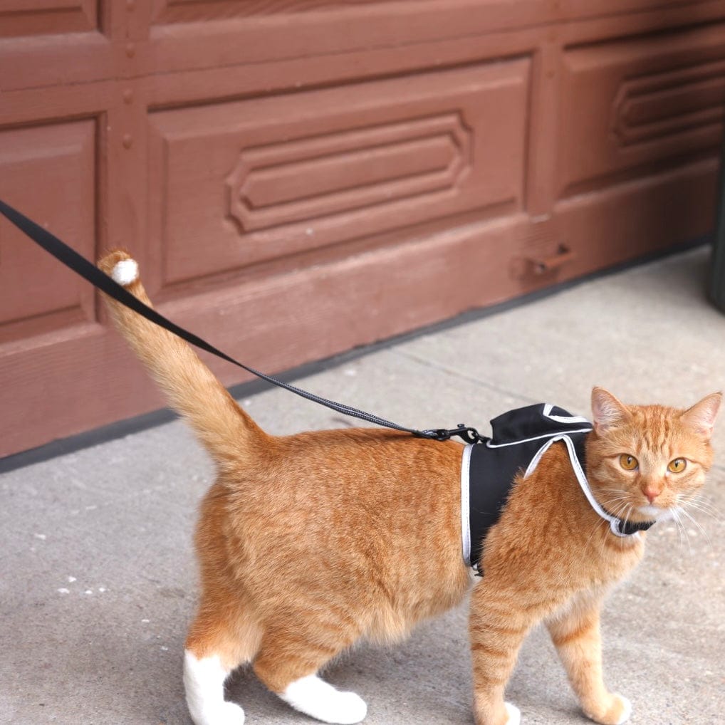 travel cat harness