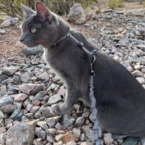 The Best Cat Harnesses of 2023