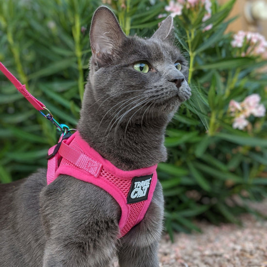 How to put a shop cat harness on a cat