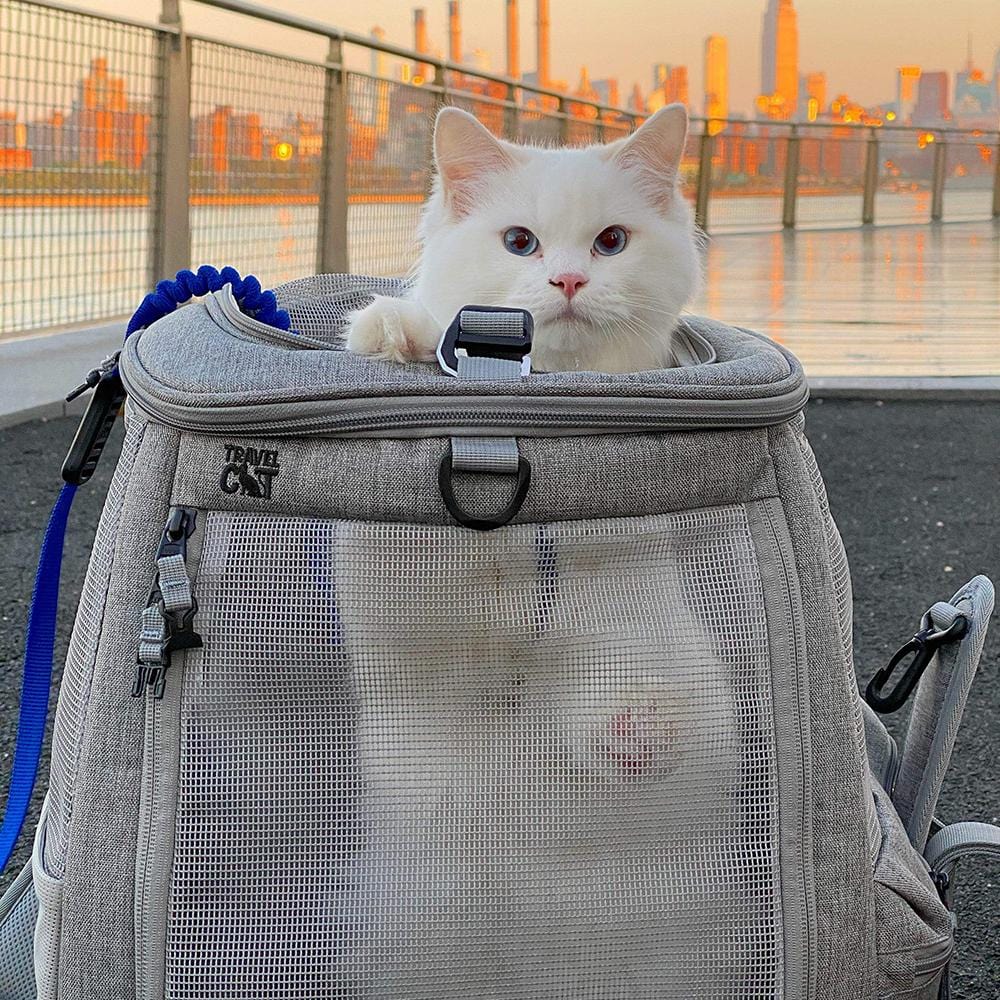 cat with backpack on