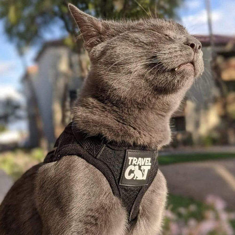 The 5 Best Cat Harness and Leashes of 2023 - Travel Cat Your Cat Backp