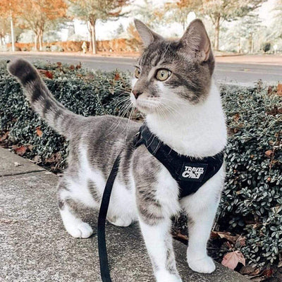 Stray x Travel Cat Harness & Leash Set - Limited Edition