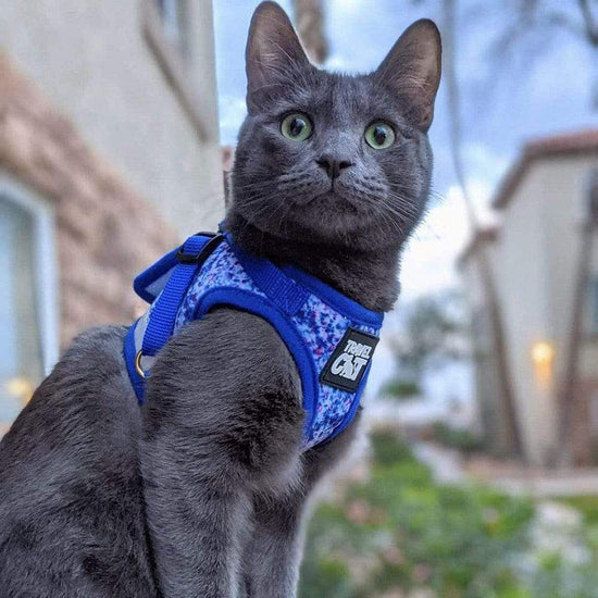 How to Put on a Cat Harness the Right Way