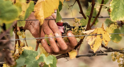 Hans Herzog - Grape Picking