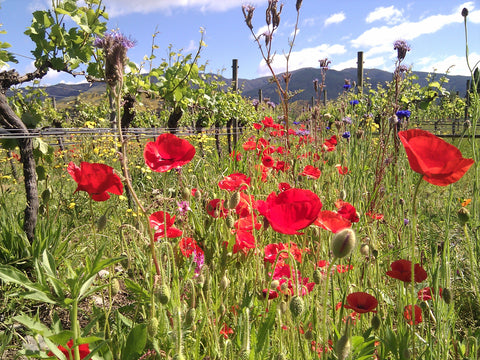 Herzog Organic Vineyard