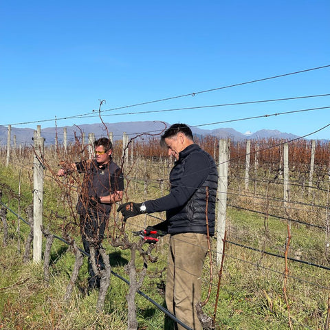 Pruning - Marlborough NZ