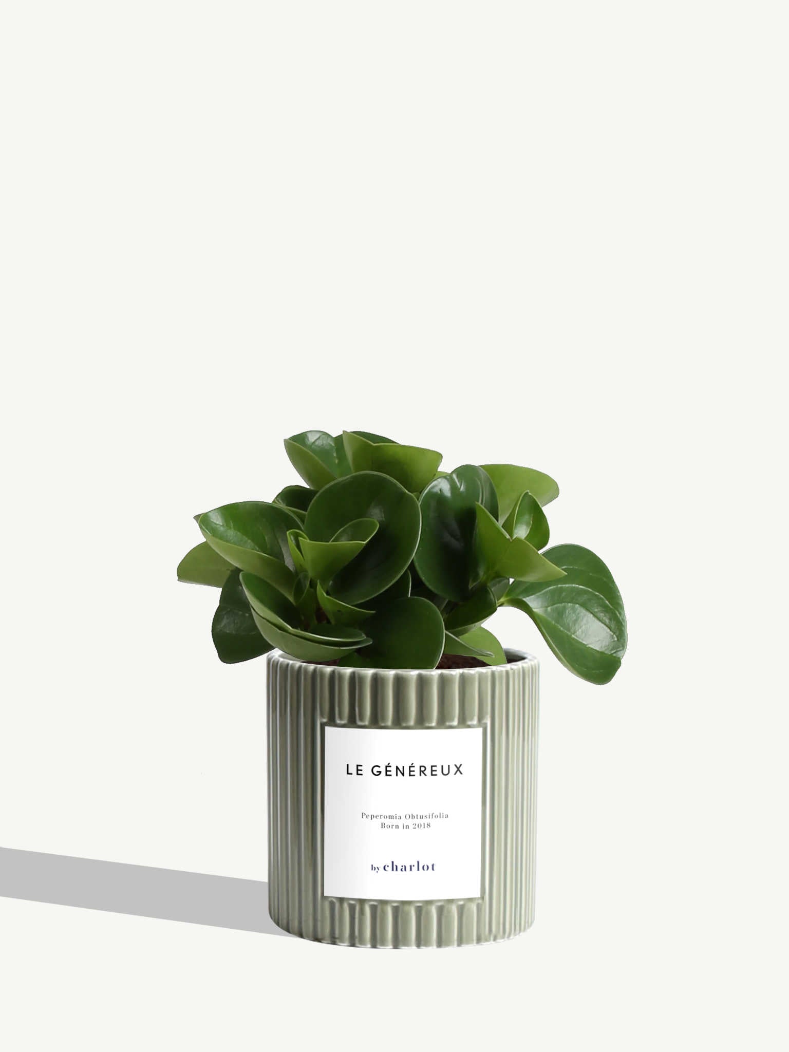 Céramique cannelée - Vert olive / Céramique / Cannelé