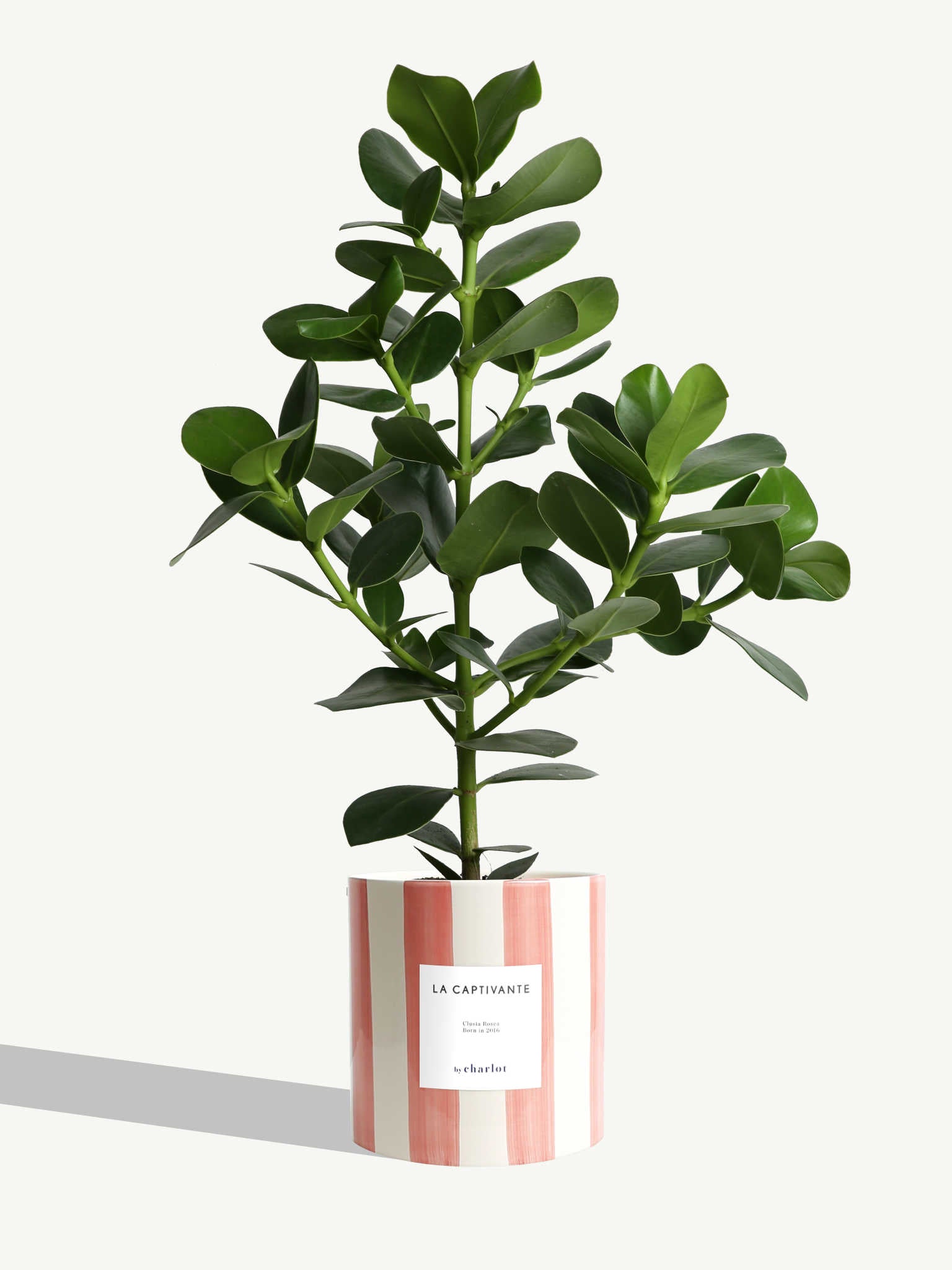 Pots et plantes : le bon accord - Marie Claire