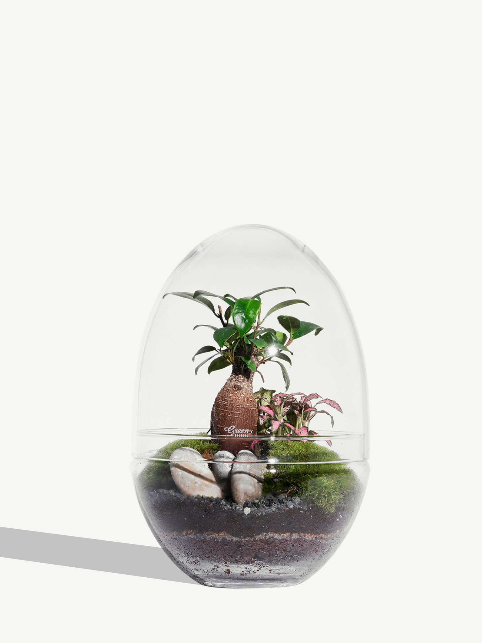 Lucht orkest Aan Cocoon | Large Terrarium | By Charlot - BY CHARLOT