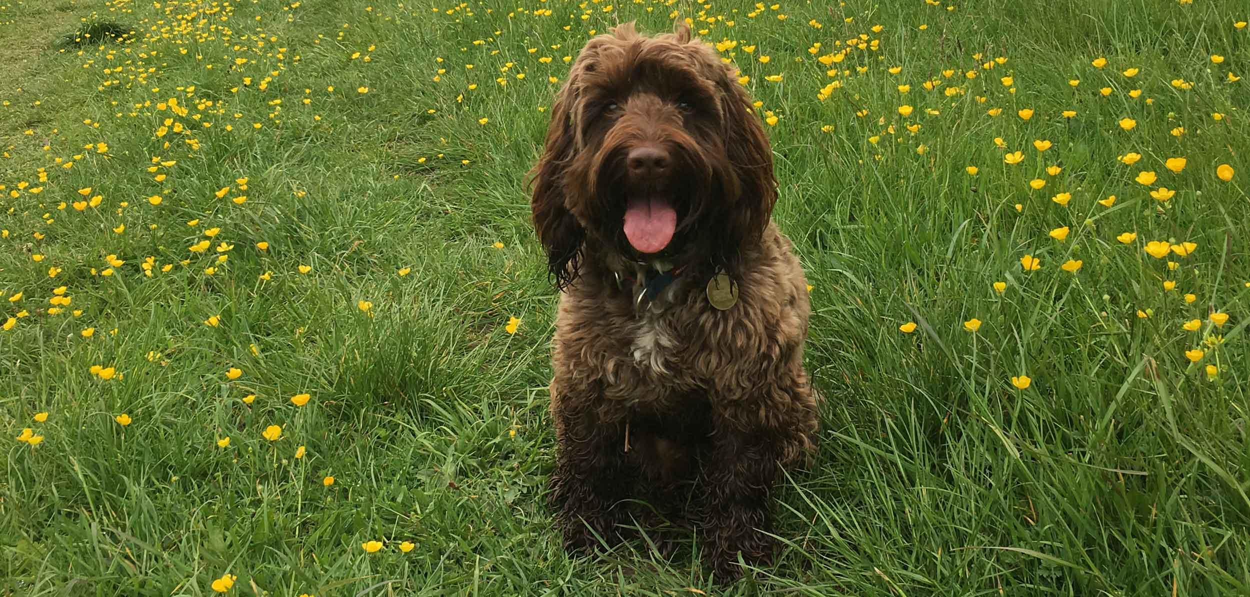 Bear the Jewellery Hound taking a break from hunting vintage and antique jewellery