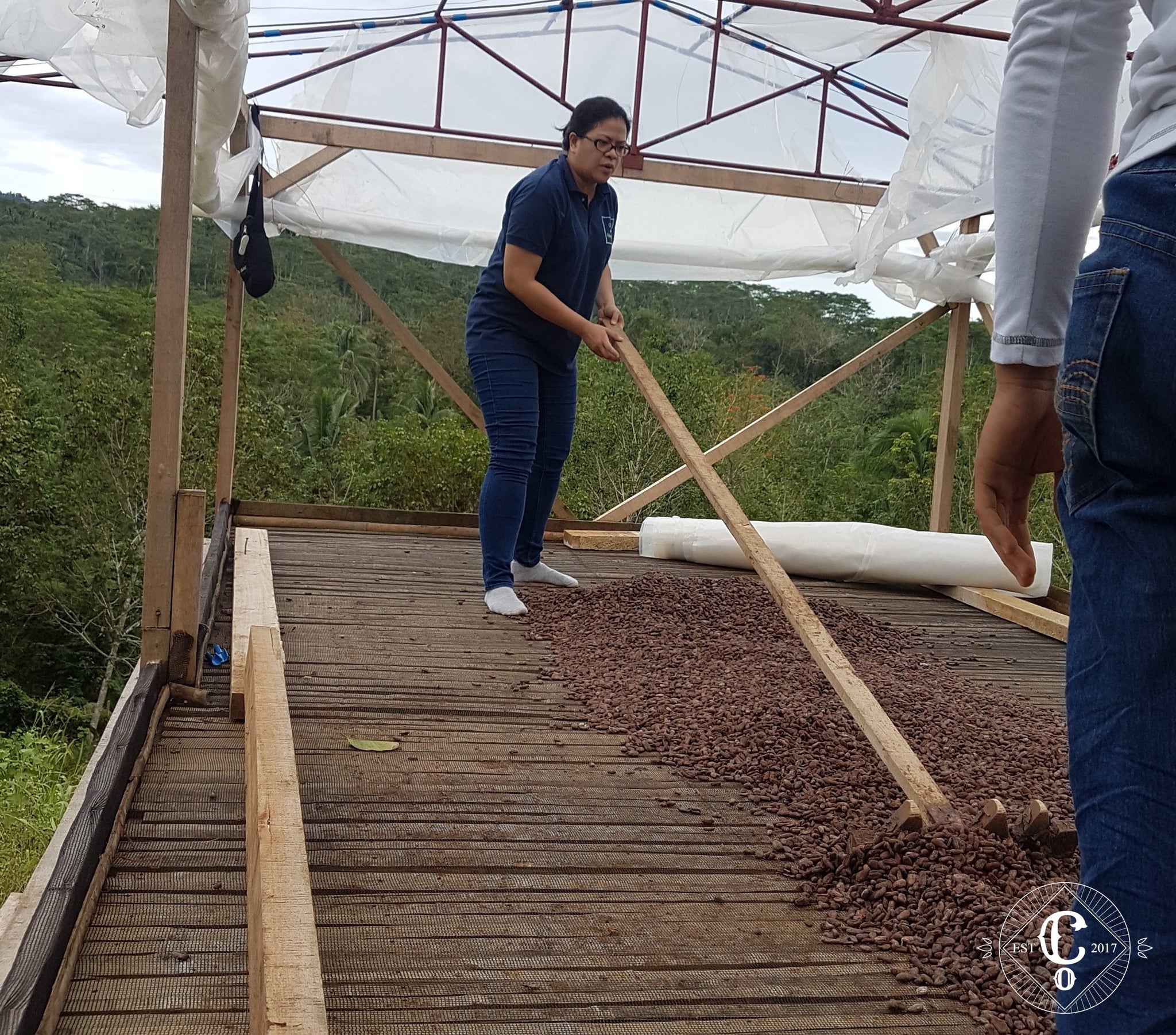 Co Chocolat cacao beans drying at the solar dryer