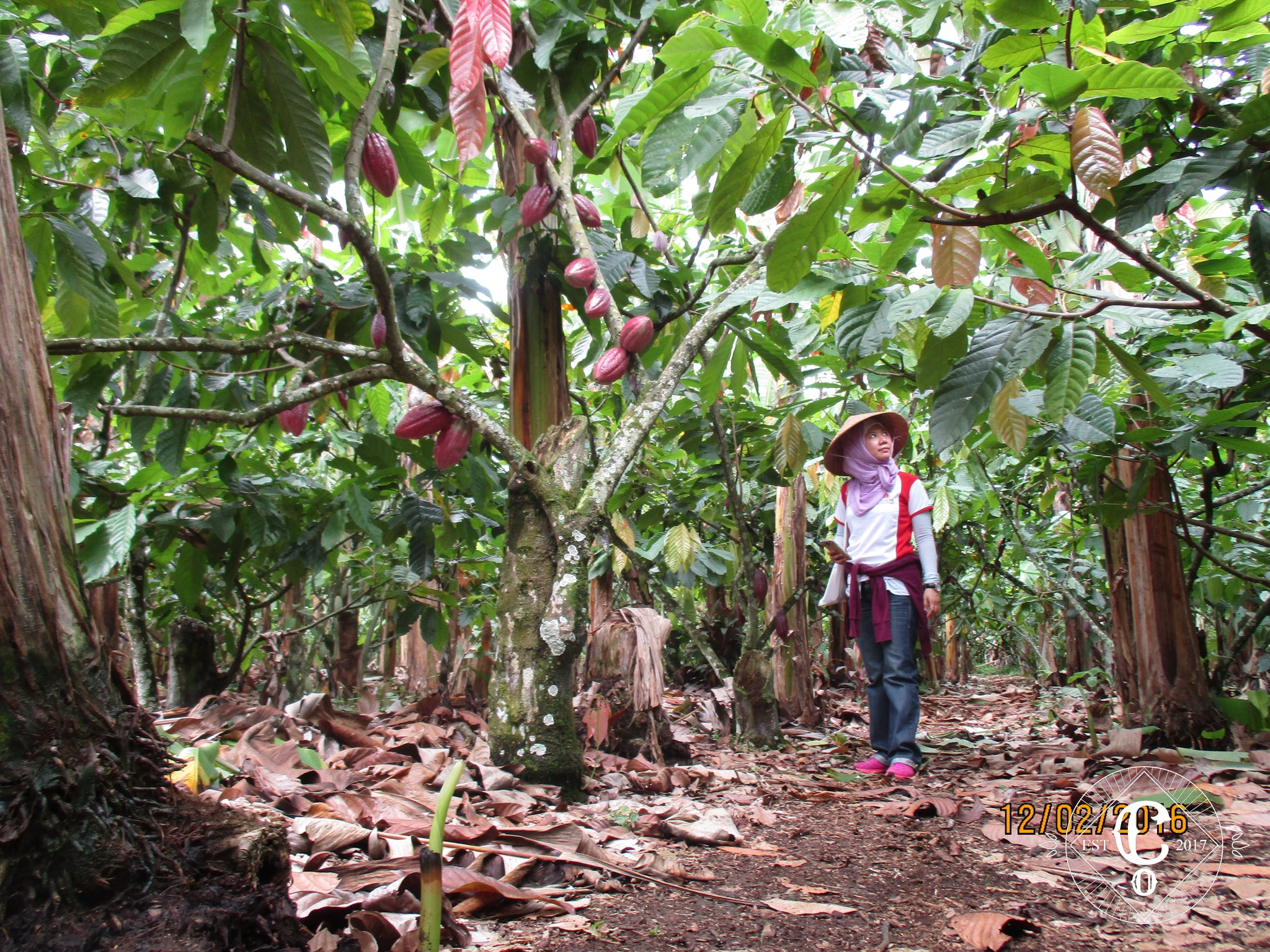 Co Chocolat growing healthy cacao trees in cacao farm