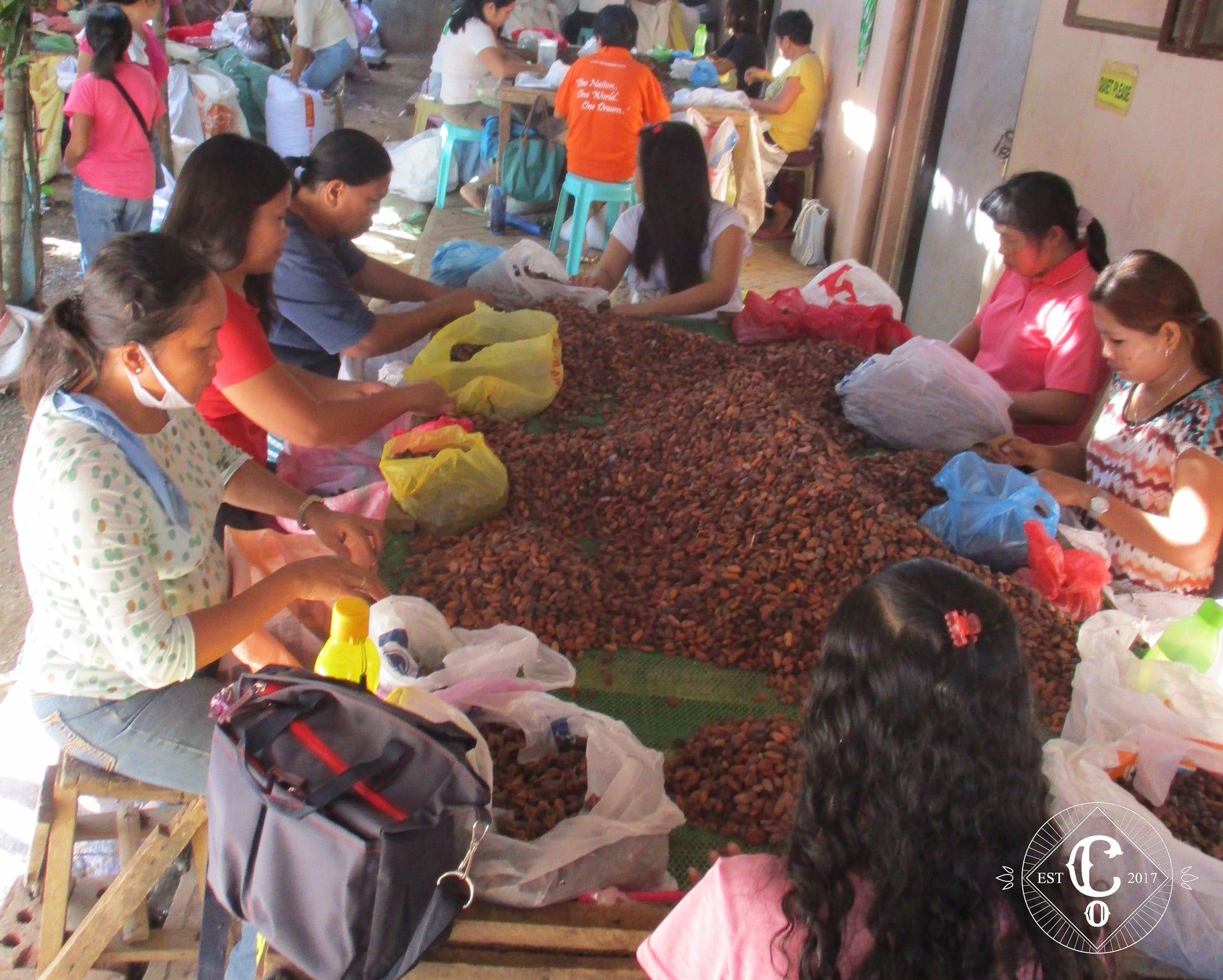 Co Chocolat Handsorting of cacao beans to be used for chocolate making