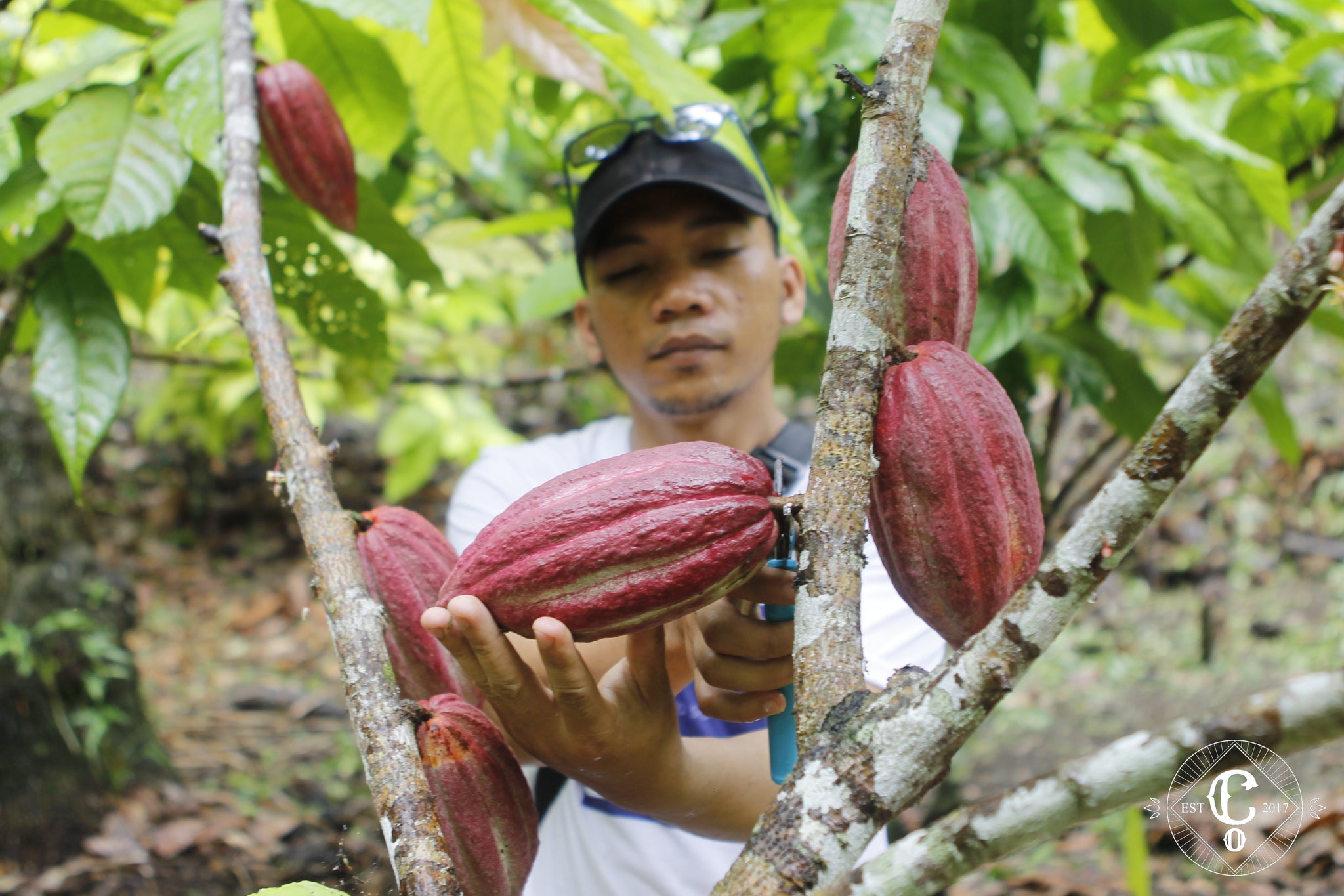 Co Chocolat Harvesting of Ripe Cacao Pods