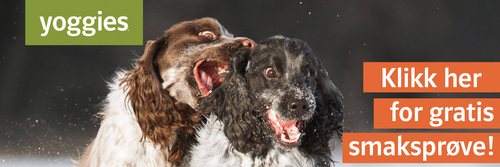 spaniels yoggies.png__PID:a83a588d-46f5-4b2f-ae86-b8843b1fec7b